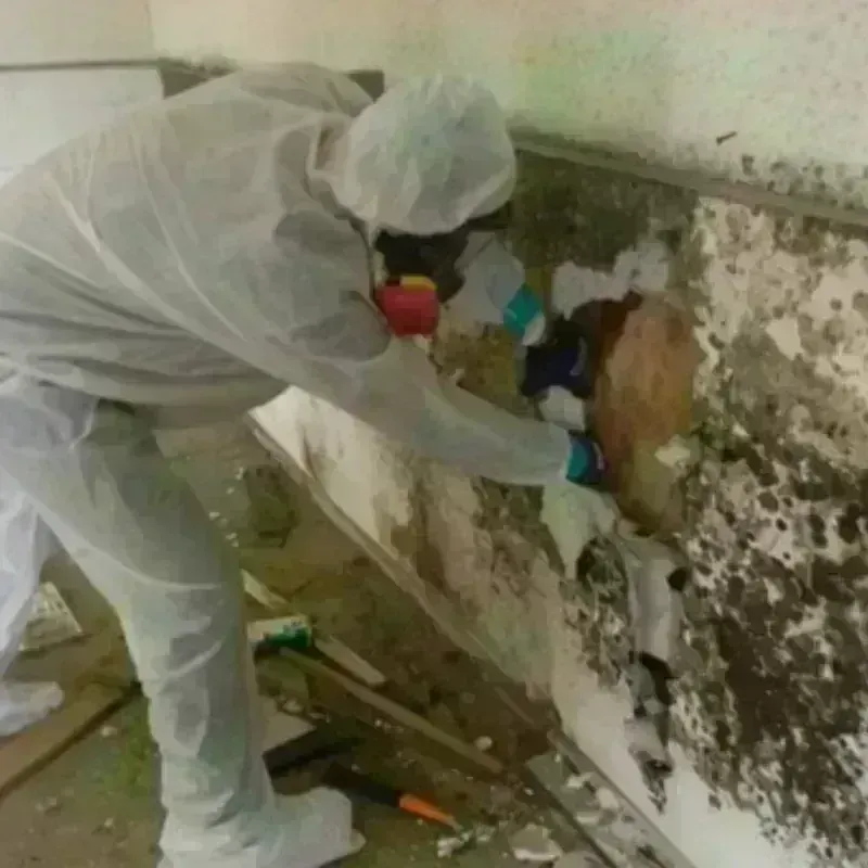 Mold Remediation and Removal in Howe, TX